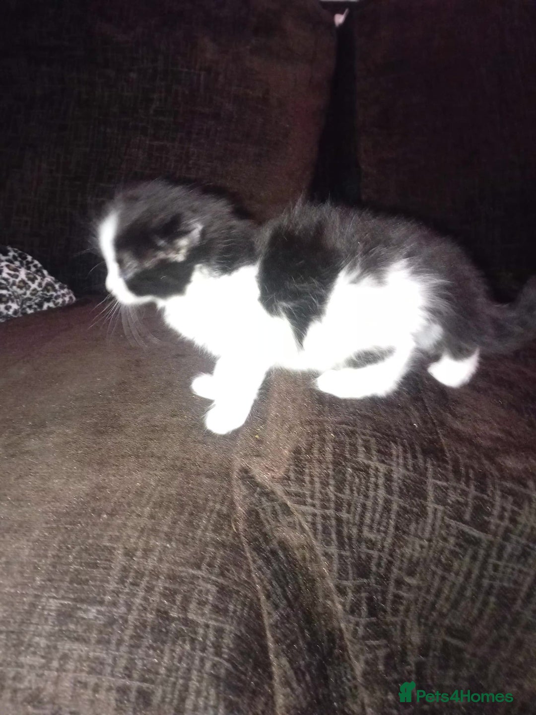 Persian cats for sale: 5 Persian kittens ready just before  ** . - Advert 4