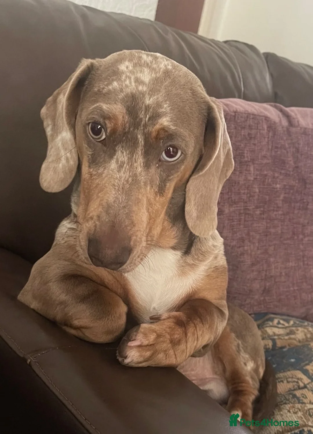 Dachshund dogs for sale: 9 month old dachshund  - Advert 1