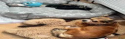 Chihuahua dogs for sale: 3 Long-Haired Mini Chihuahua Puppies – Deer Head in Holywood - Advert 5