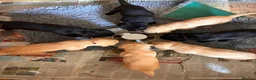 Labrador Retriever dogs for sale: KC Labrador Puppies in Gillingham - Advert 2
