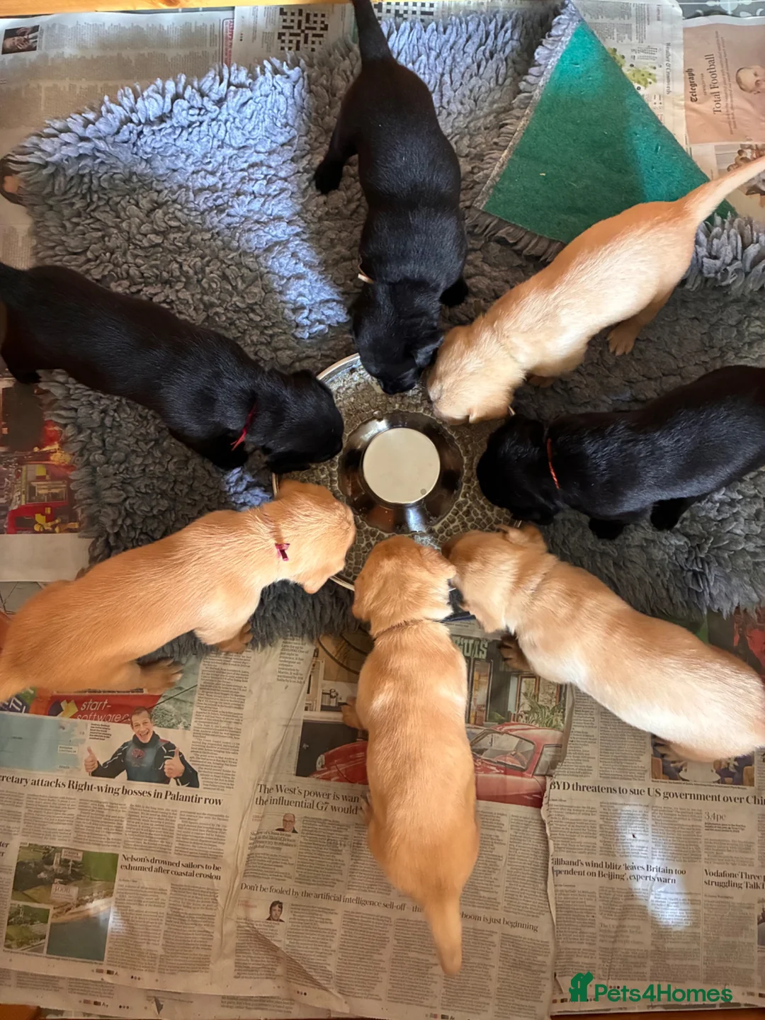 Labrador Retriever dogs for sale: KC Labrador Puppies in Gillingham - Advert 2