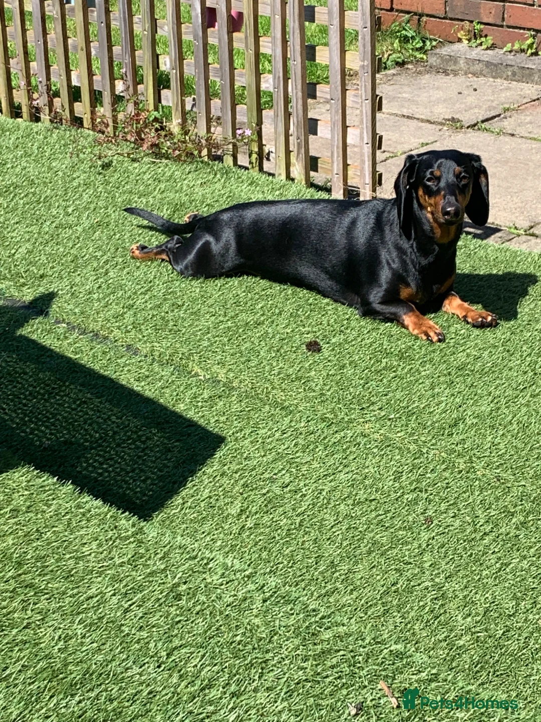 Dachshund dogs for sale: Toby's happiness - Advert 1