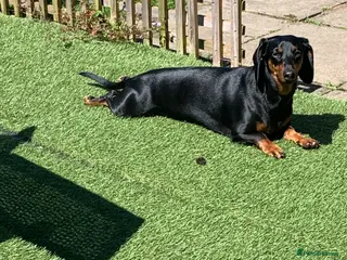 Dachshund dogs Toby's happiness - Advert 1