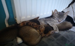 Somali cats for sale: Somali cross kittens available - Image 7