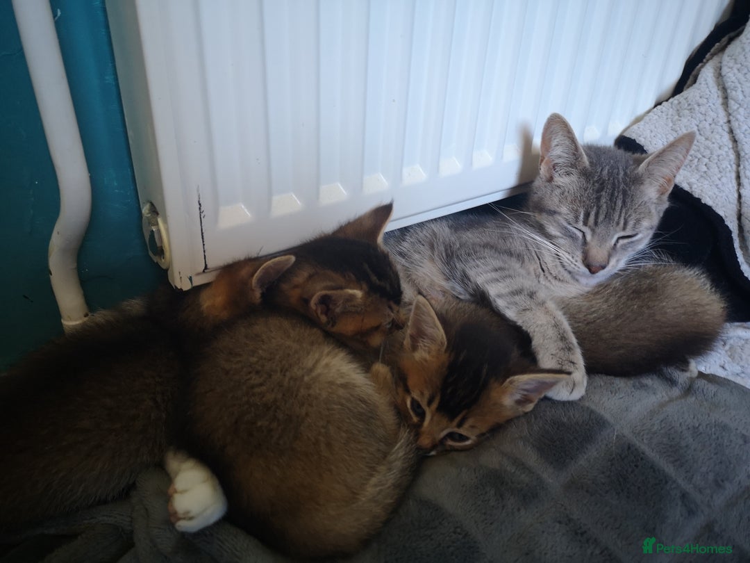 Somali cats for sale: Somali cross kittens available - Image 7