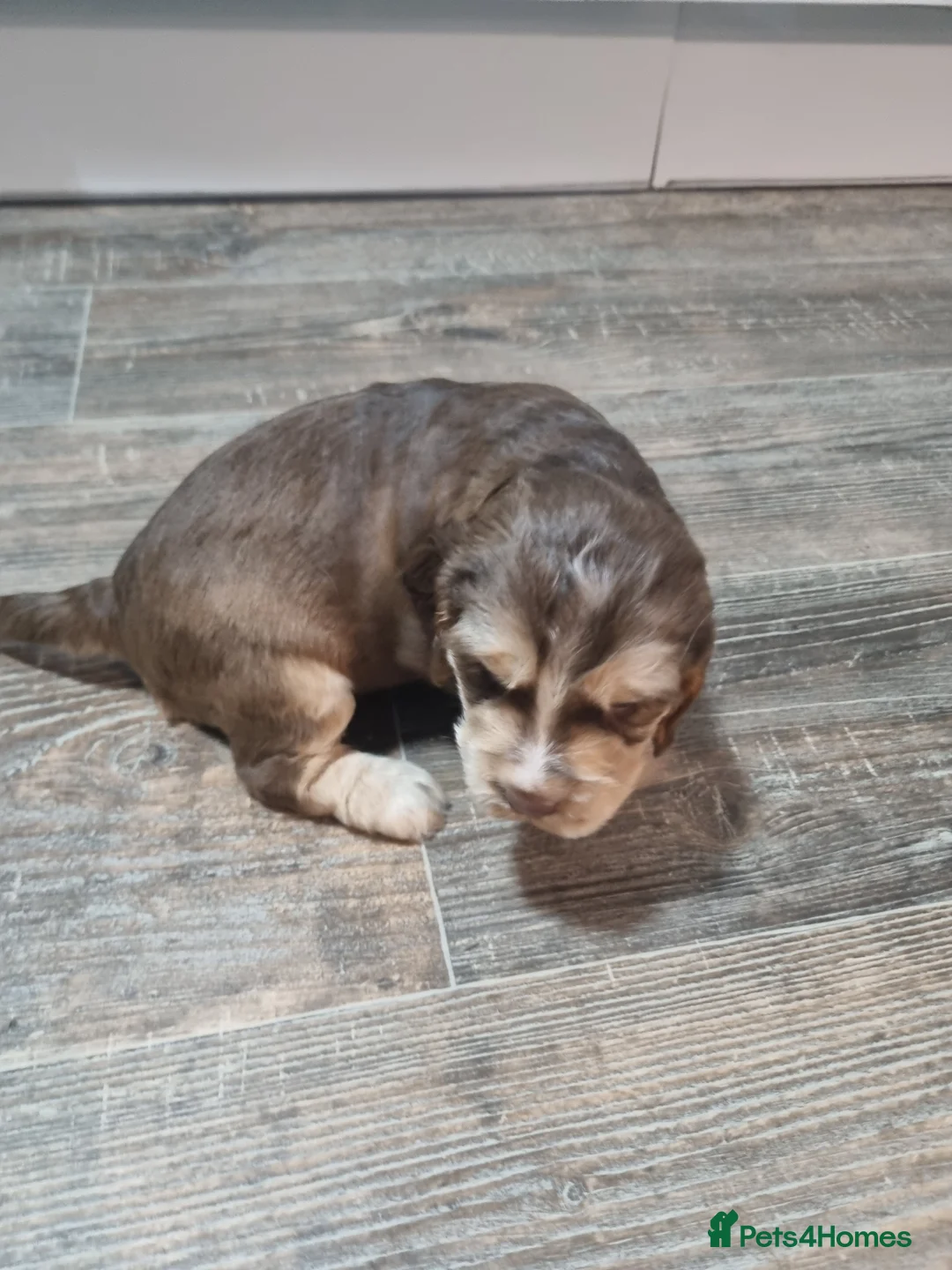 Cocker Spaniel dogs for sale:  Show Cockerspaniel puppies - Advert 6