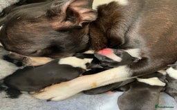Boston Terrier dogs for sale: 🐾 Adorable Wildax Puppies! 🐾 - Image 17