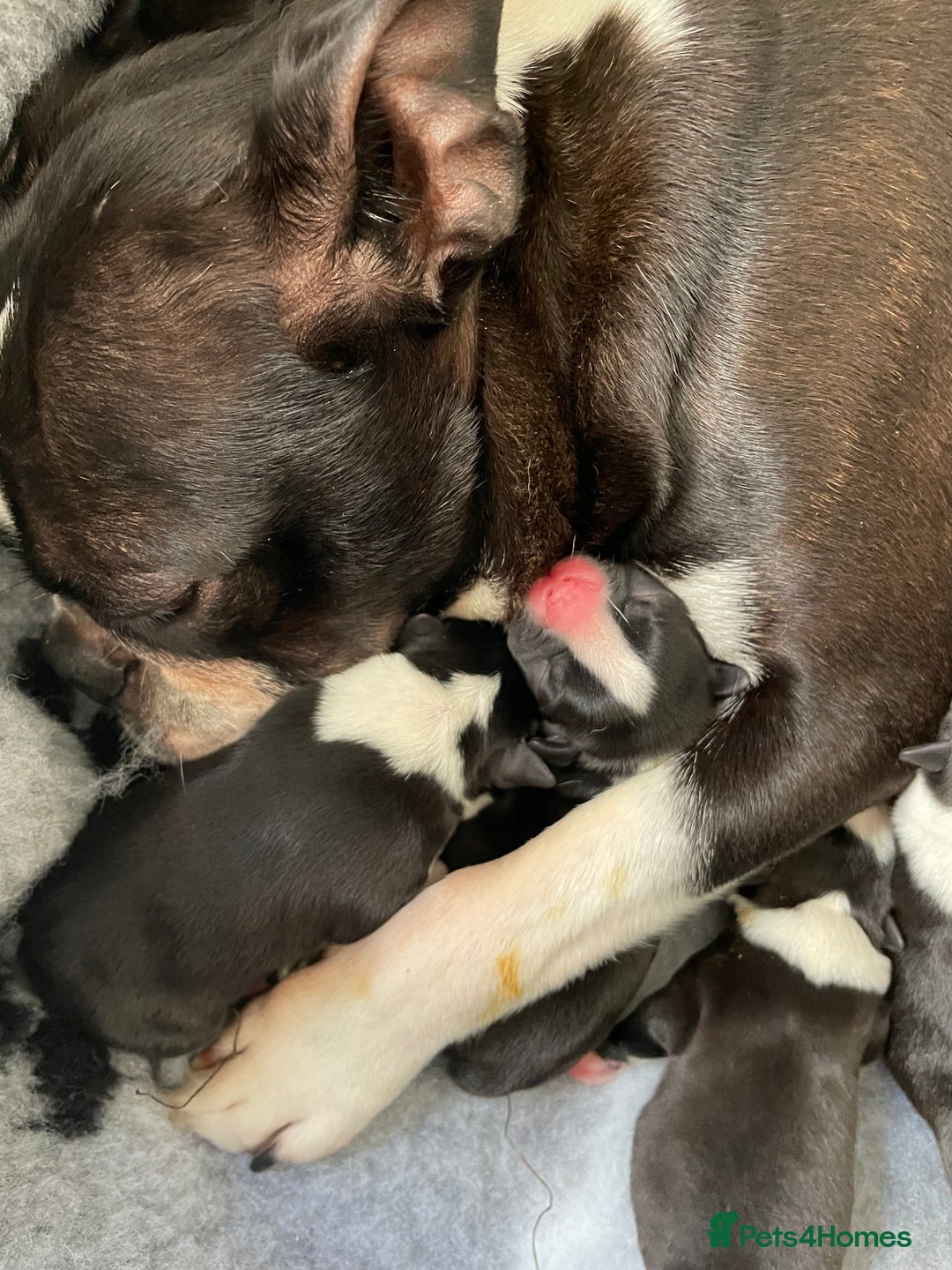 Boston Terrier dogs for sale: 🐾 Adorable Wildax Puppies! 🐾 - Image 17