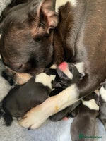 Boston Terrier dogs - Advert 2
