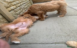 Goldendoodle dogs for sale: F1 miniature Goldendoodle puppies. - Image 13