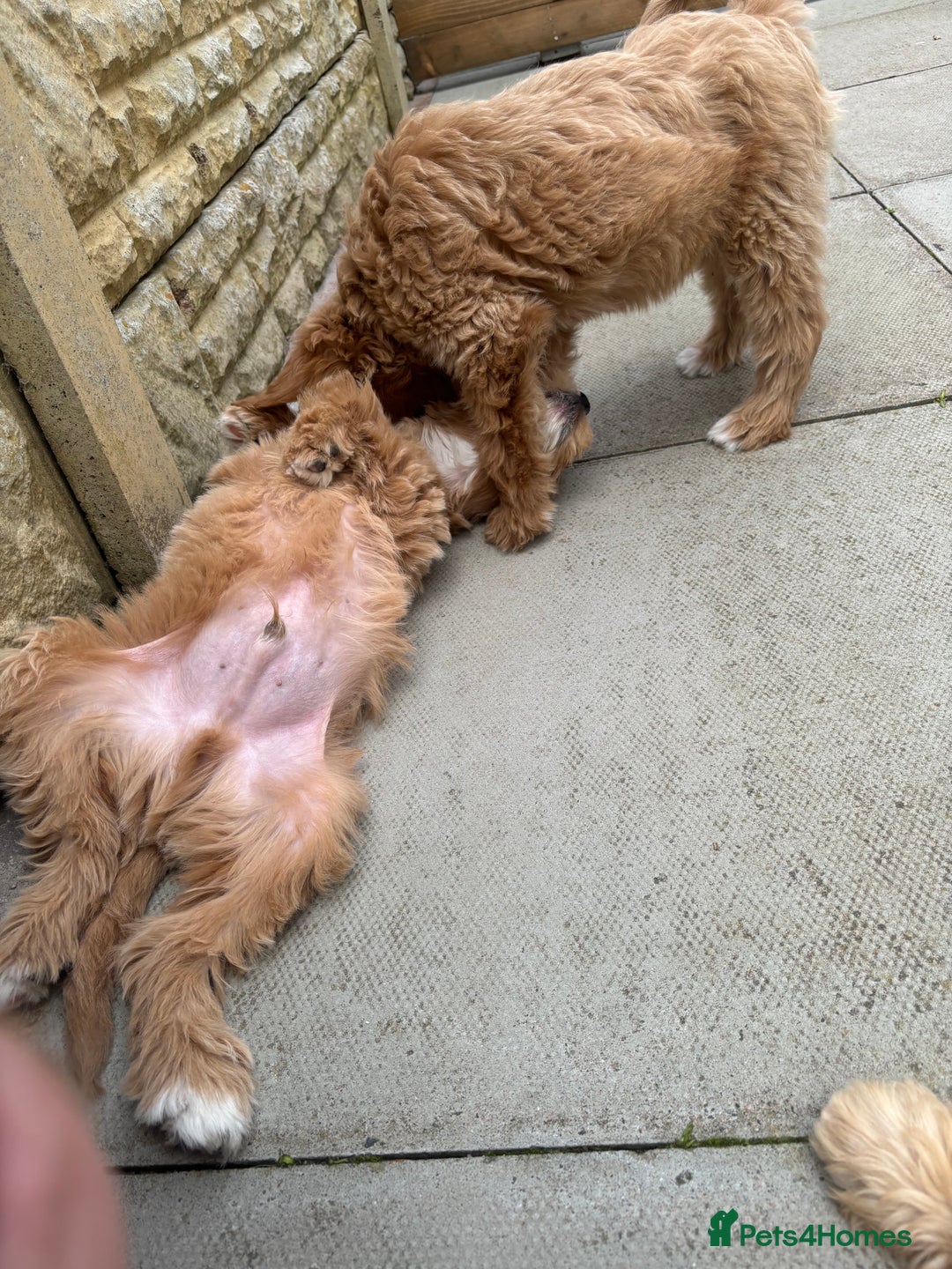 Goldendoodle dogs for sale: F1 miniature Goldendoodle puppies. - Image 13