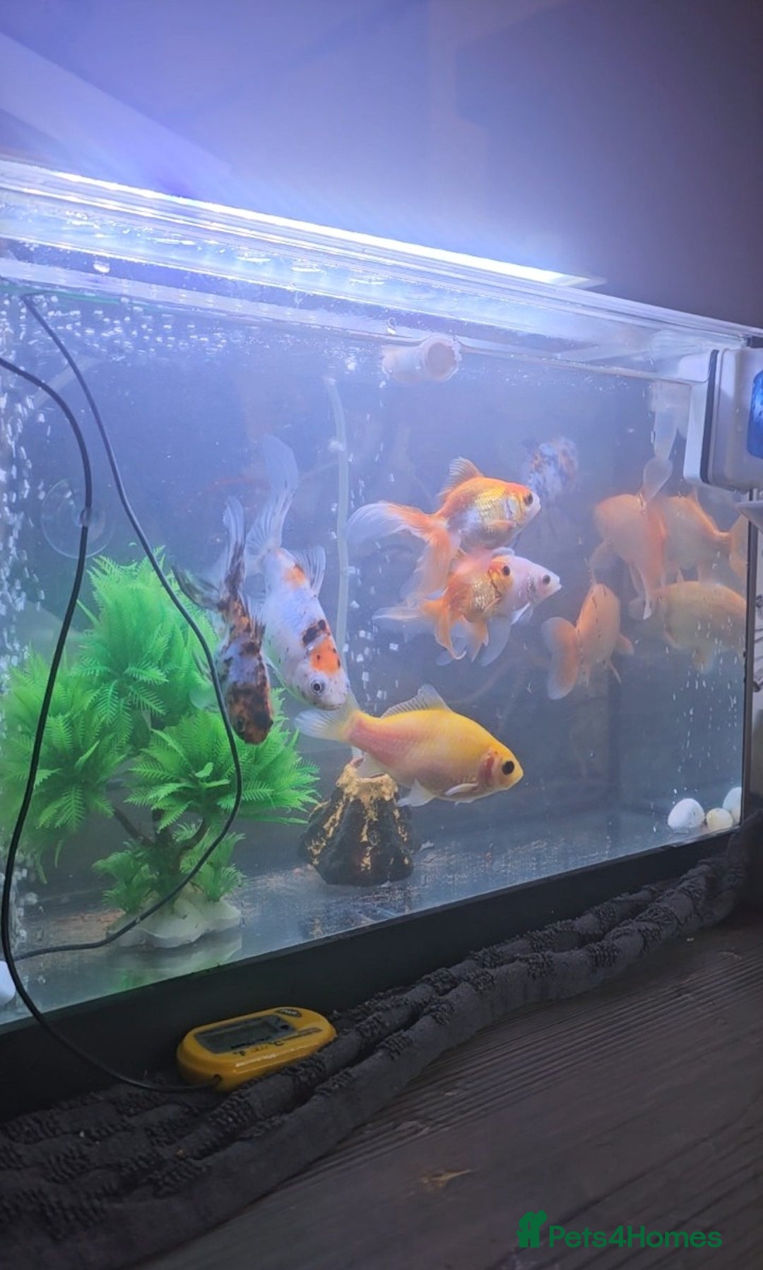 Goldfish fish for sale: Goldfish - Advert 1