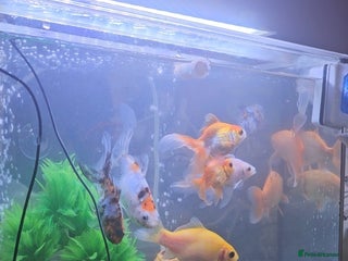 Goldfish fish Goldfish - Advert 5