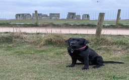 Labrador Retriever dogs for stud: Proven Stud dog, perfect temperament  - Image 4