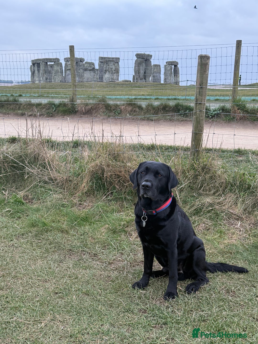 Labrador Retriever dogs for stud: Proven Stud dog, perfect temperament  - Image 4