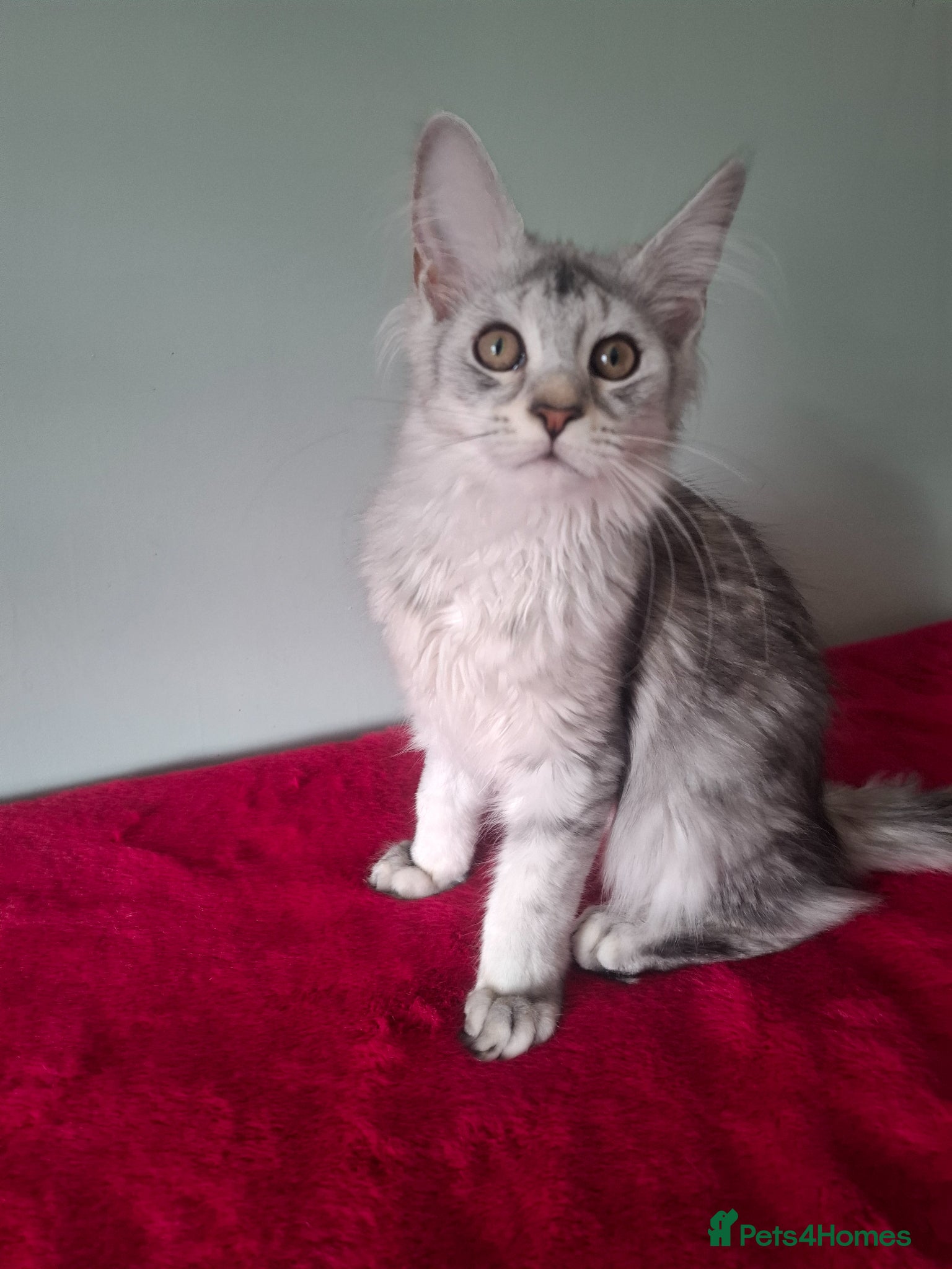 Maine Coon cats Tica Registered Maine Coon Kittens - Advert 6