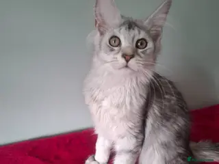 Maine Coon cats Tica Registered Maine Coon Kittens - Advert 5