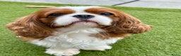 Cavalier King Charles Spaniel dogs for stud: KC Reg Health Tested Excellent Pedigrees for STUD in Nottingham - Advert 8