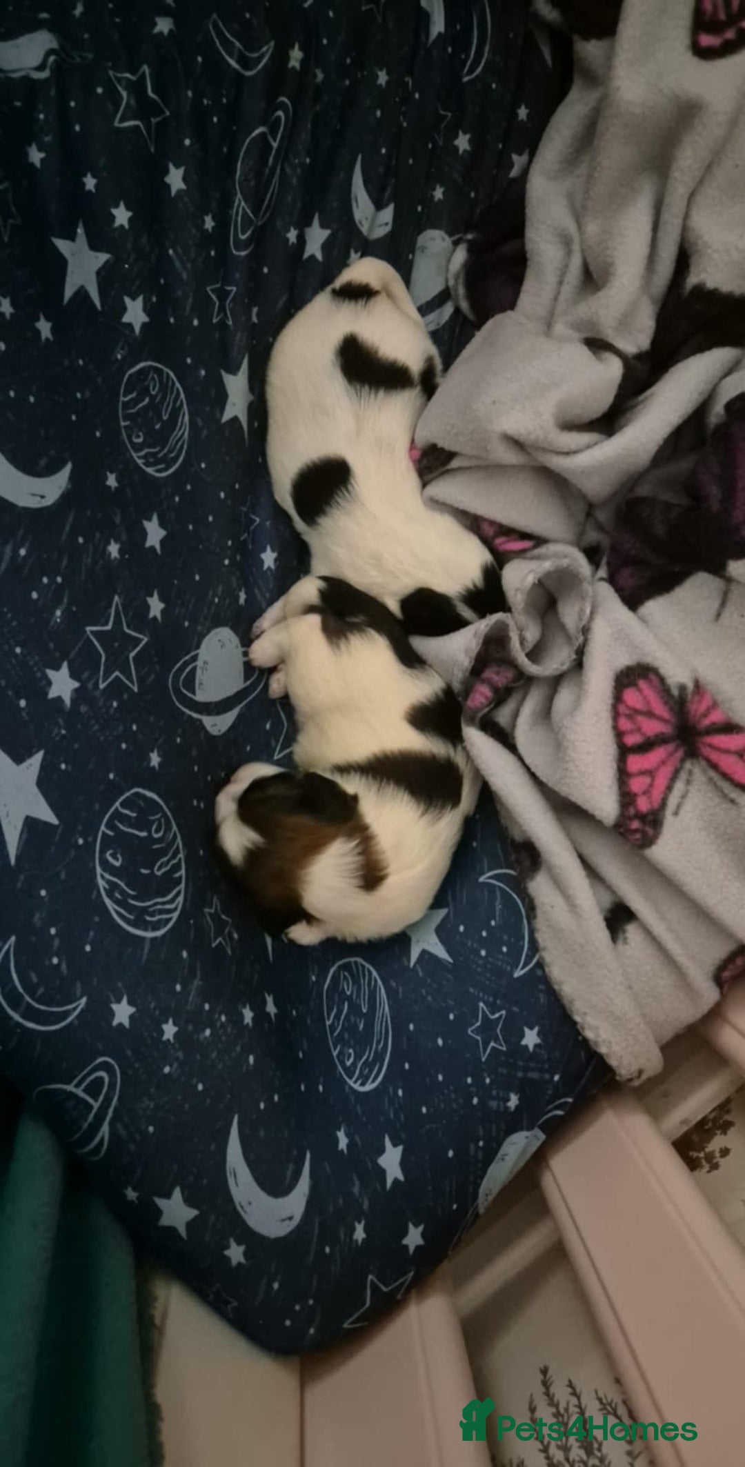 Mixed Breed dogs for sale: 2 adorable Havanse x japanese chin puppies  - Image 6