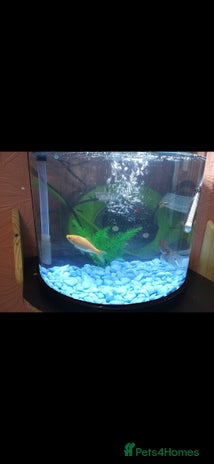 Goldfish fish in Halifax - Advert 17