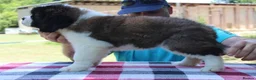 Saint Bernard dogs for sale: dcjkhsdk purebred Saint Bernard puppies for you in Cheltenham - Advert 4