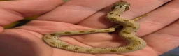 Snake reptiles for sale: Western hognoses babies - Advert 4