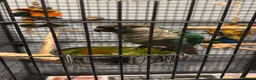Conures birds for sale: green cheek conure for sale - Advert 2