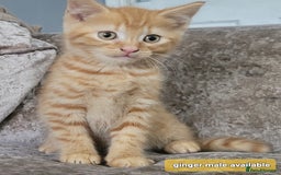 Mixed Breed cats for sale: Kitten x British blue short hair crossed  - Advert 1