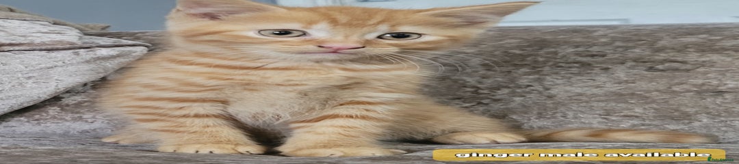 Mixed Breed Kitten 1