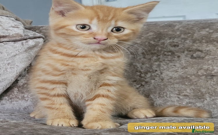 Mixed Breed cats - Advert 7