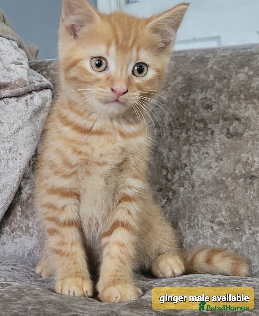 Mixed Breed cats for sale: Kitten x British blue short hair crossed  - Advert 1