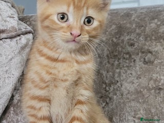 Mixed Breed cats for sale: Kitten x British blue short hair crossed - Advert 1