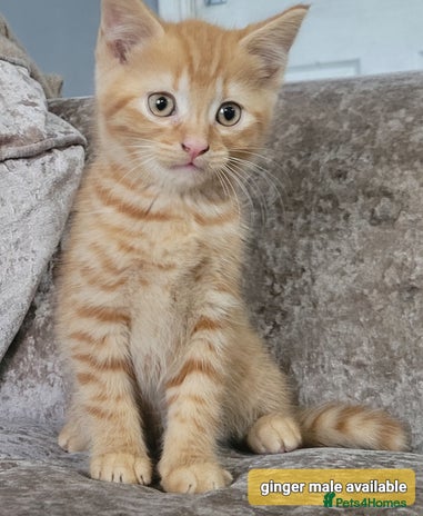 Mixed Breed cats - Advert 4