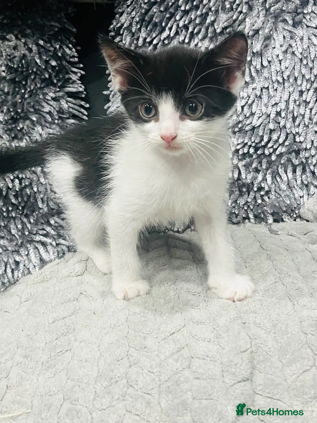 Mixed Breed cats for sale: Adorable kittens READY NOW  - Advert 2