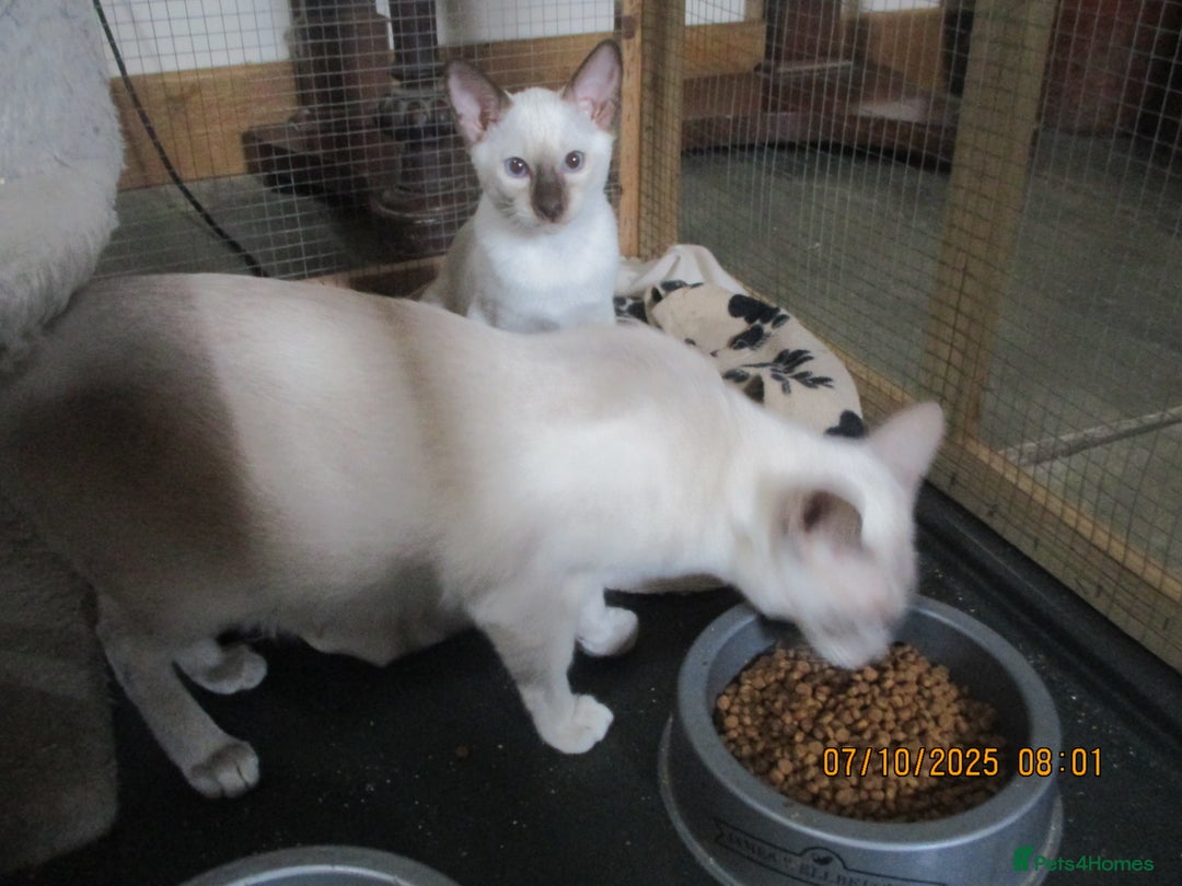 Siamese cats for sale: siamese kittens - Image 5