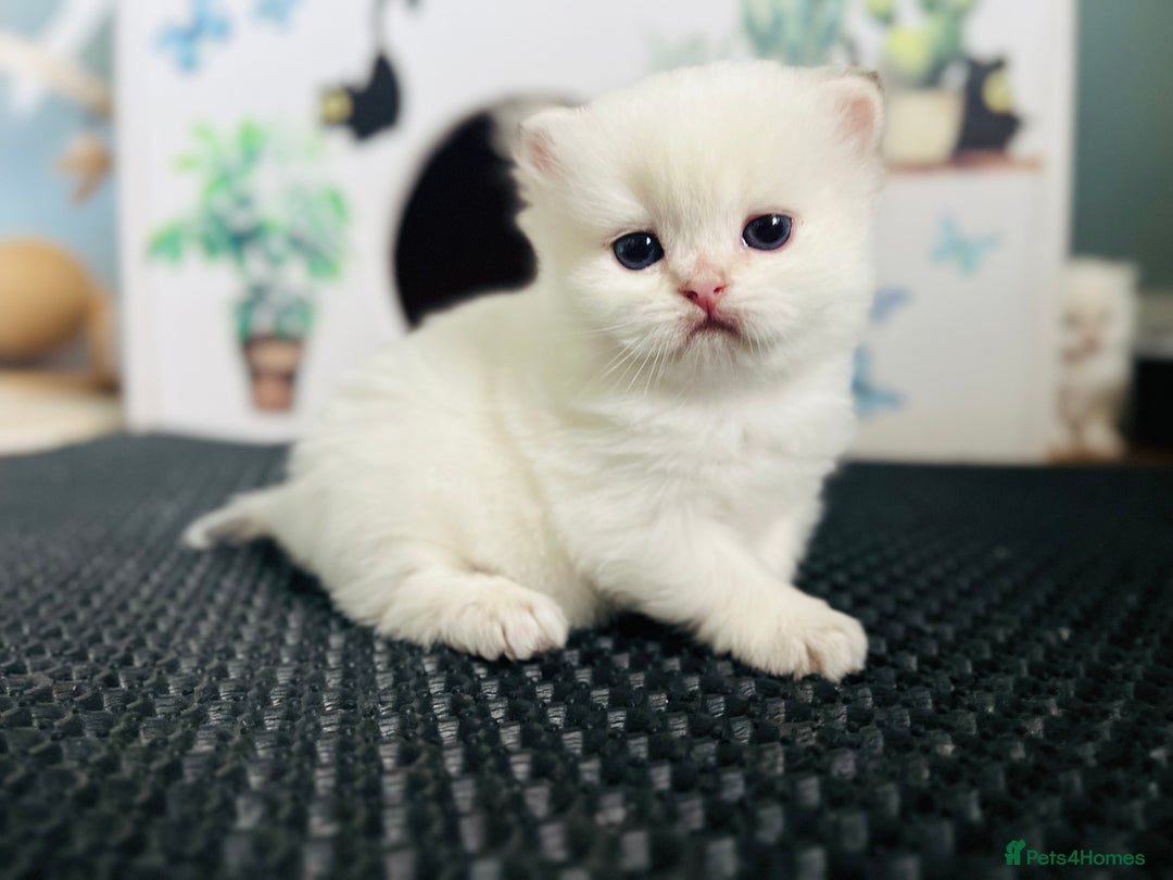 British Longhair cats for sale: 🐾🤩❤️Gold Angels - tiny stars 🐾❤️🐱 - Image 23