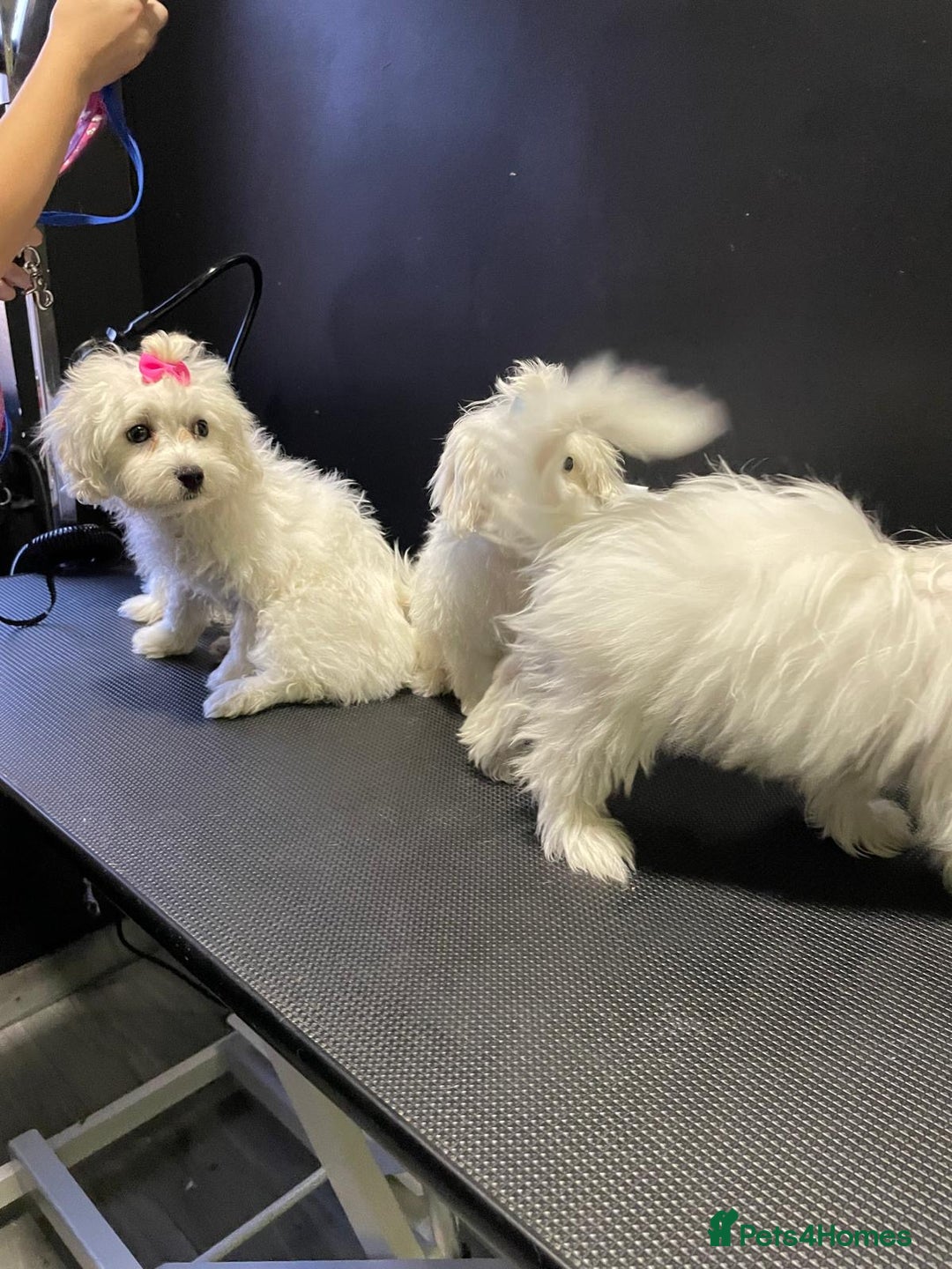 Maltese dogs for sale: Maltese puppies  - Image 9