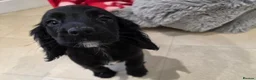 Cocker Spaniel dogs for sale: Working Type Cocker Spaniels - Advert 4