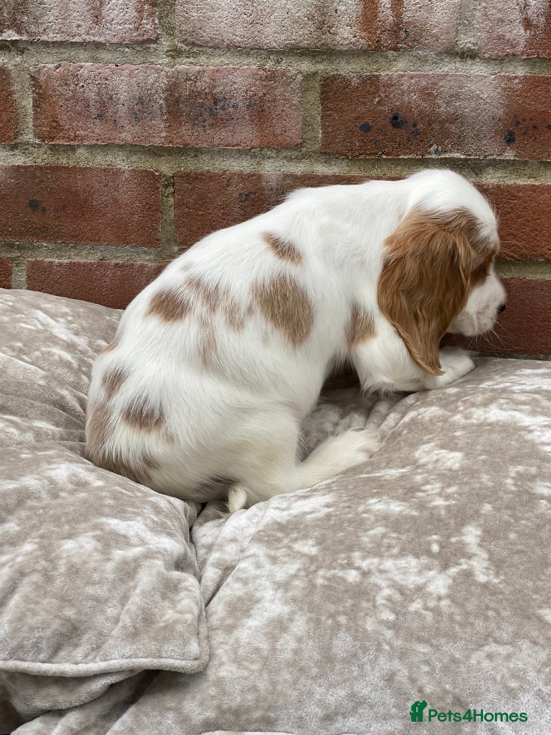 Cocker Spaniel dogs for sale: OUT STANDING  GORGEOUS SHOW TYPE COCKER SPANIEL  - Image 4