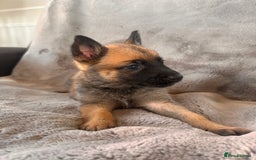 Belgian Shepherd Dog dogs for sale: Dutch Herder Puppies  - Image 5