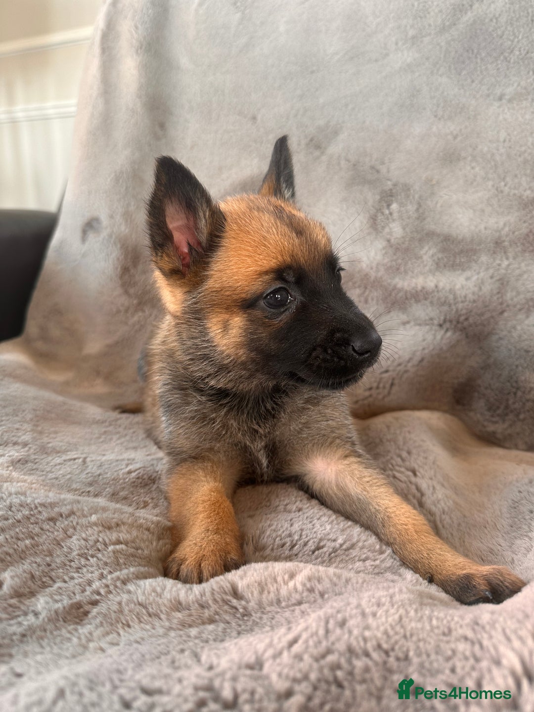 Belgian Shepherd Dog dogs for sale: Dutch Herder Puppies  - Image 5
