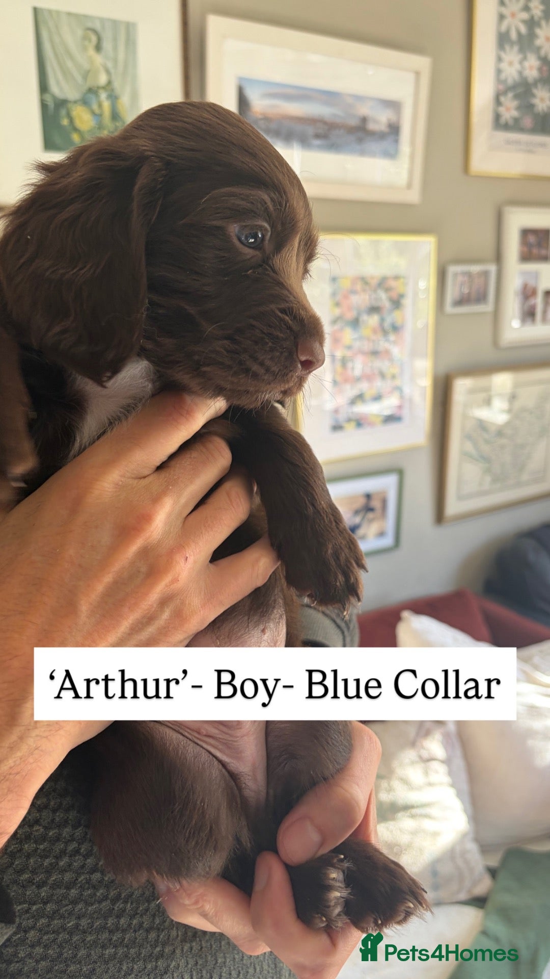 Sprocker dogs Gorgeous Health Tested Choc Cocker Spaniel Puppies - Advert 10