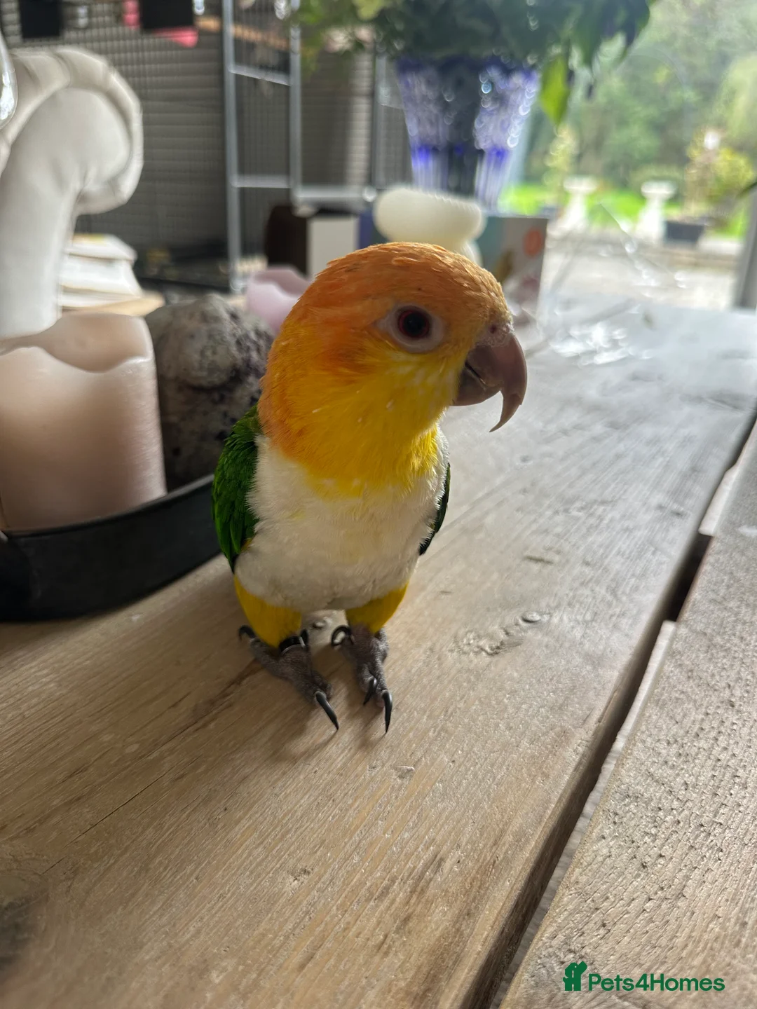 Parakeets birds for sale: Beautiful Tame Caique-Full Setup Available - Advert 3
