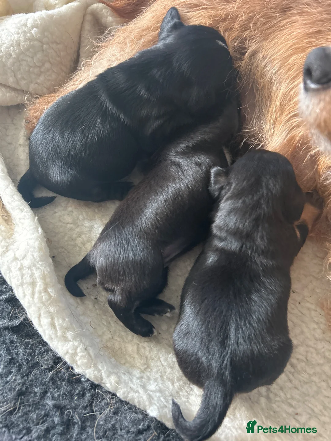 Mixed Breed dogs for sale: Beautiful working Cocker Spaniel x Terrier puppies in Westbury - Advert 2