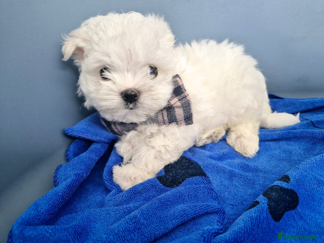 Maltese dogs for sale: Maltese - Image 3