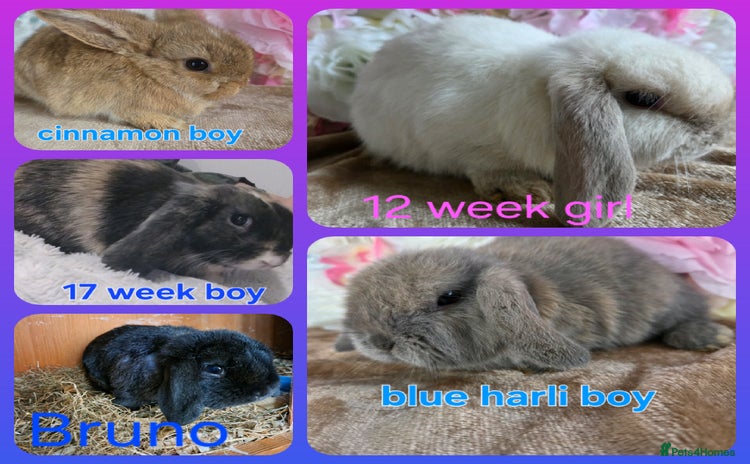 Mini Lop rabbits - Advert 12