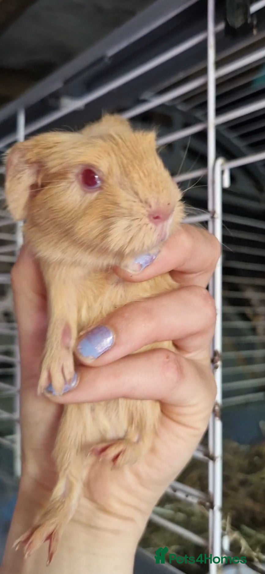 Guinea Pig rodents for sale: Two bond boys ready to go 30thjune 26 - Advert 11