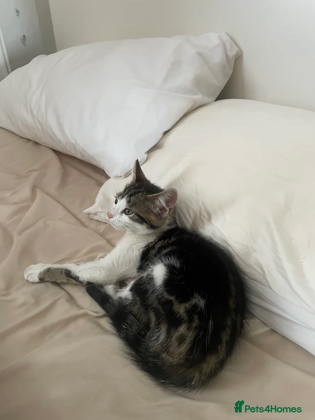 Mixed Breed cats for sale: Beautiful Playful Young Cats - Advert 16