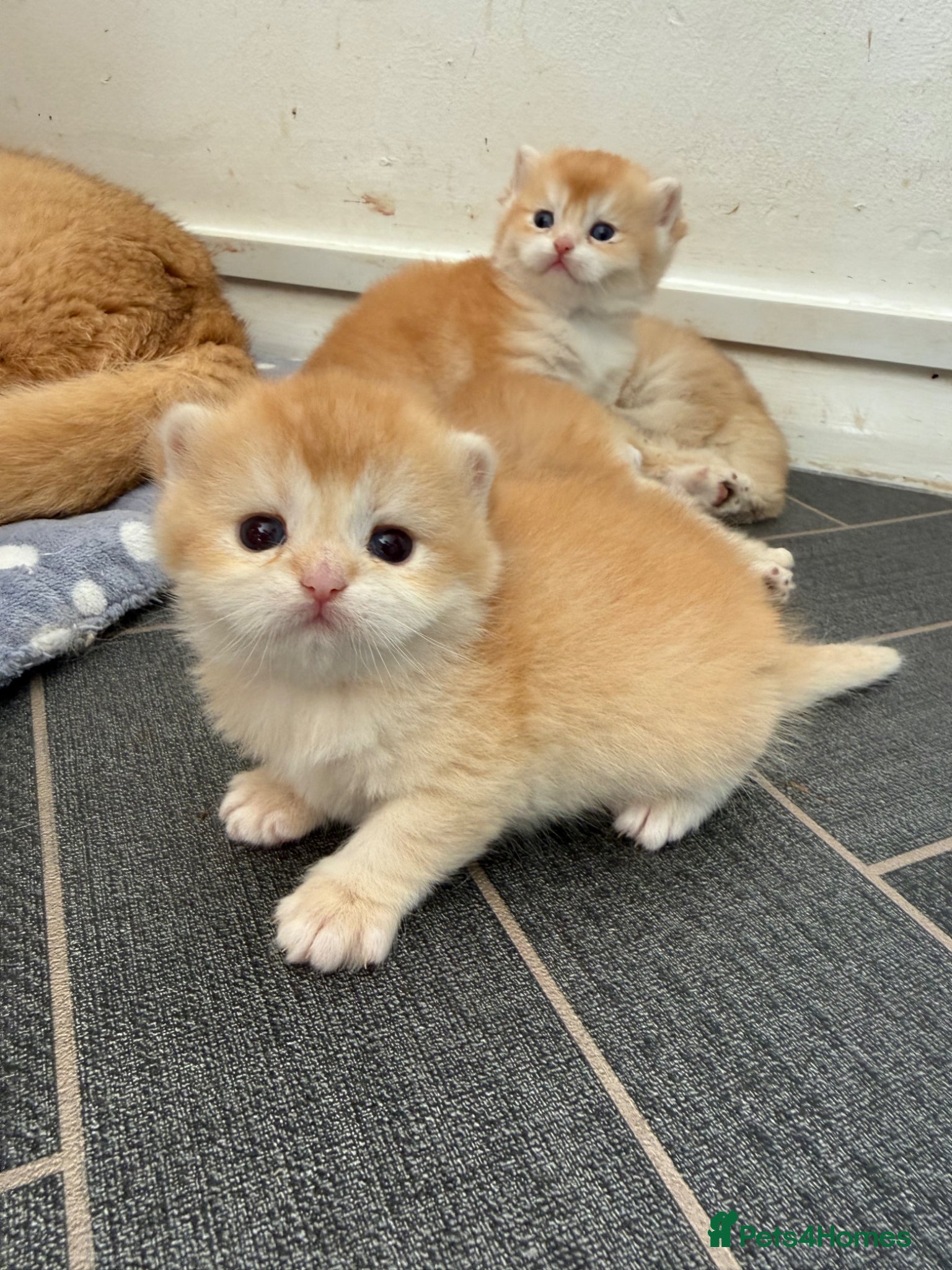 British Shorthair cats GCCF reg Chocolate and Black Golden Kittens - Advert 2