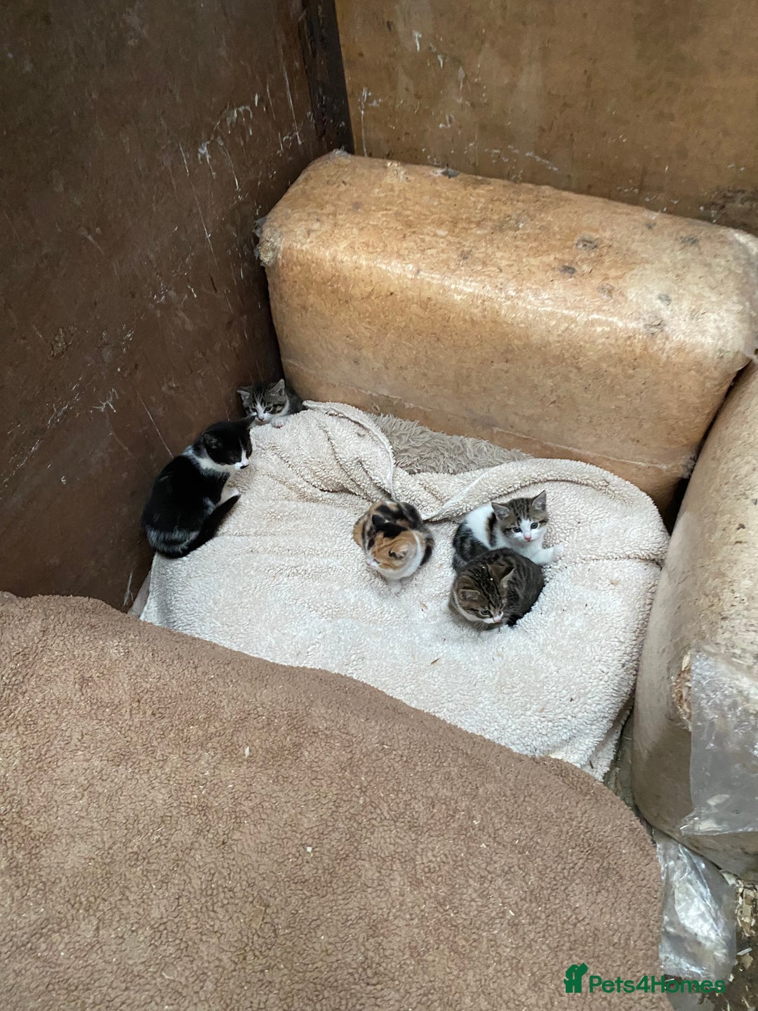 Mixed Breed cats for sale: Beautiful Kittens - Advert 4